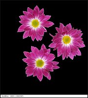 www.floristic.ru - . "Just Chrysanthemum"  )