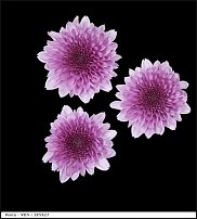 www.floristic.ru - . "Just Chrysanthemum"  )