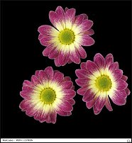 www.floristic.ru - . "Just Chrysanthemum"  )