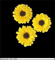 www.floristic.ru - . "Just Chrysanthemum"  )