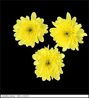 www.floristic.ru - . "Just Chrysanthemum"  )