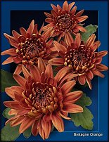 www.floristic.ru - . "Just Chrysanthemum"  )