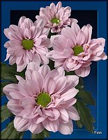 www.floristic.ru - . "Just Chrysanthemum"  )