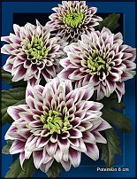 www.floristic.ru - . "Just Chrysanthemum"  )