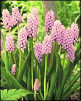 www.floristic.ru - . Muscari - 