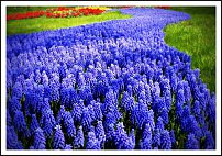 www.floristic.ru - . Muscari - 