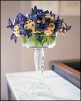 www.floristic.ru - . Muscari - 