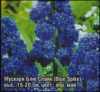 www.floristic.ru - . Muscari - 