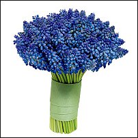 www.floristic.ru - . Muscari - 