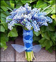 www.floristic.ru - . Muscari - 