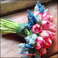 www.floristic.ru - . Muscari - 