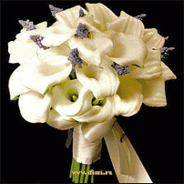 www.floristic.ru - . Muscari - 