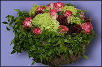 www.floristic.ru - . -     22.01.2010