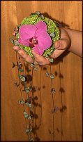 www.floristic.ru - . "Just Chrysanthemum"  )