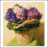 www.floristic.ru - . Hyacinthus - 