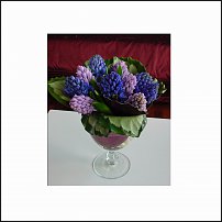 www.floristic.ru - . Hyacinthus - 