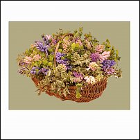 www.floristic.ru - . Hyacinthus - 