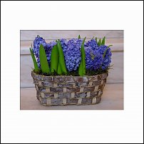 www.floristic.ru - . Hyacinthus - 