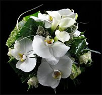 www.floristic.ru - .  .