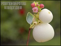 www.floristic.ru - . Snowberry -  (Symphoricarpos albus)