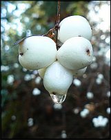 www.floristic.ru - . Snowberry -  (Symphoricarpos albus)