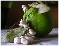 www.floristic.ru - . Snowberry -  (Symphoricarpos albus)