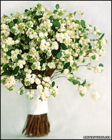 www.floristic.ru - . Snowberry -  (Symphoricarpos albus)