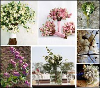 www.floristic.ru - . Snowberry -  (Symphoricarpos albus)