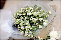 www.floristic.ru - . Snowberry -  (Symphoricarpos albus)