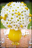 www.floristic.ru - . Craspedia globosa -  