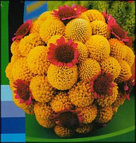 www.floristic.ru - . Craspedia globosa -  