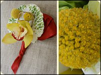 www.floristic.ru - . Craspedia globosa -  