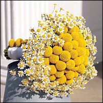 www.floristic.ru - . Craspedia globosa -  