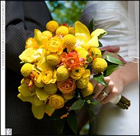 www.floristic.ru - . Craspedia globosa -  