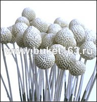 www.floristic.ru - . Craspedia globosa -  