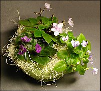 www.floristic.ru - . Saintpaulia ionantha -  ,   