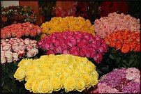 www.floristic.ru - . 