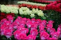 www.floristic.ru - . 