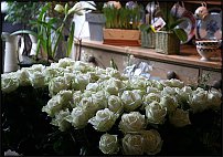 www.floristic.ru - .       - ?