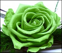 www.floristic.ru - Флористика. Стабилизированные или консервированные растения - аналог искусственных цветов!
