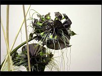 www.floristic.ru - . 