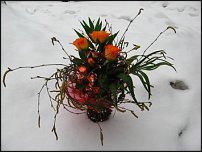 www.floristic.ru - .  .