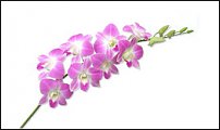 www.floristic.ru - Флористика. Помогите!!!!!