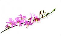 www.floristic.ru - Флористика. Помогите!!!!!