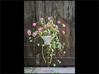 www.floristic.ru - . 