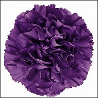 www.floristic.ru - Флористика. Помогите!!!!!