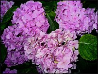 www.floristic.ru - Флористика. Помогите!!!!!