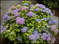 www.floristic.ru - Флористика. Помогите!!!!!