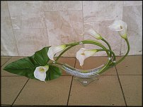 www.floristic.ru - .      .