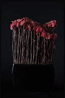 www.floristic.ru - .    - Naoki Sasaki